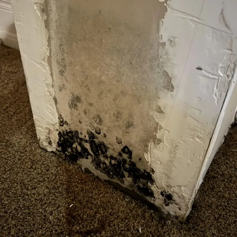 Professional Mold Removal in Troy, NC